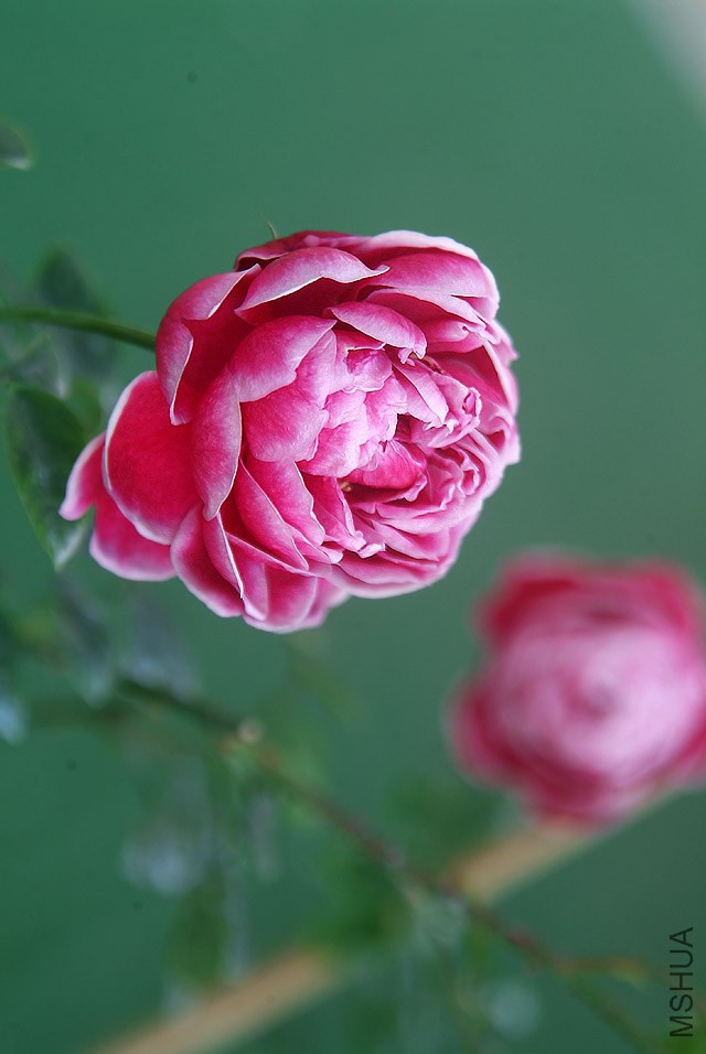 DSCF1234.jpg
