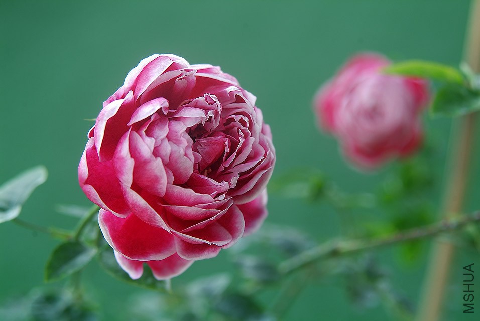 DSCF1151.jpg