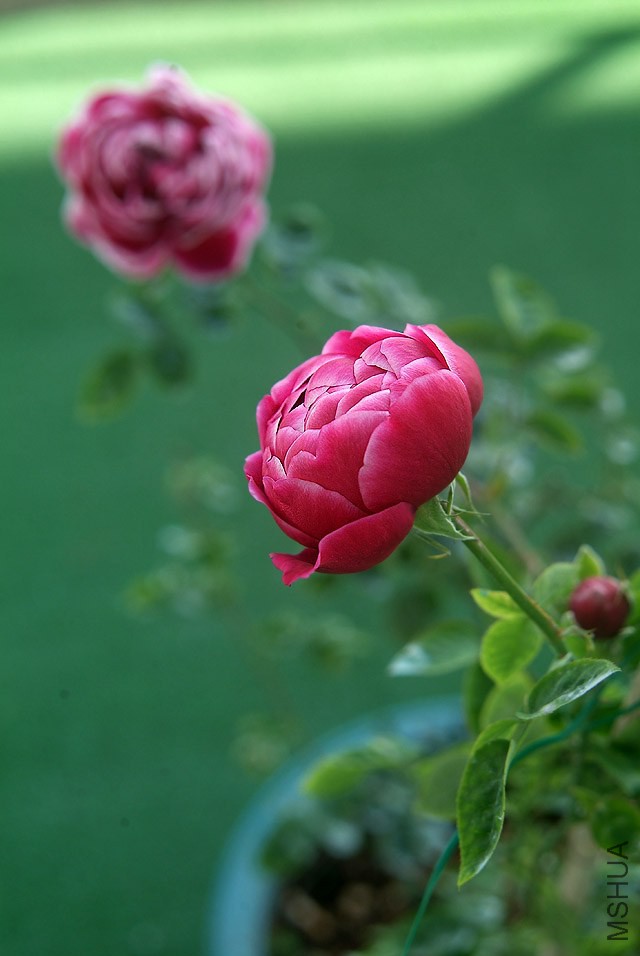 DSCF1157.jpg
