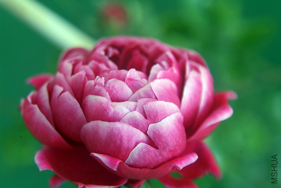 DSCF1161.jpg