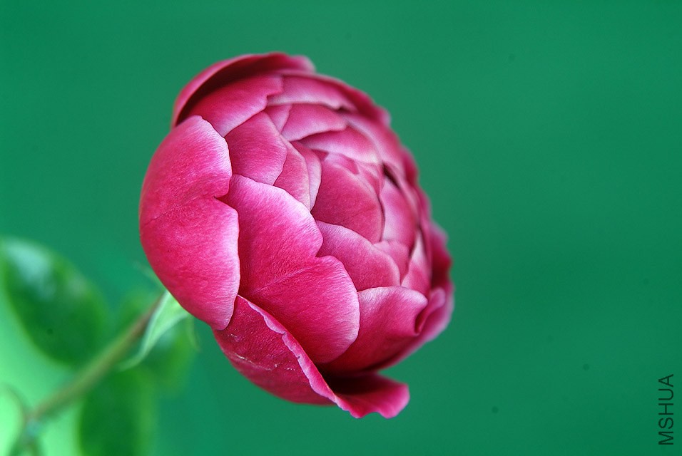 DSCF1162.jpg