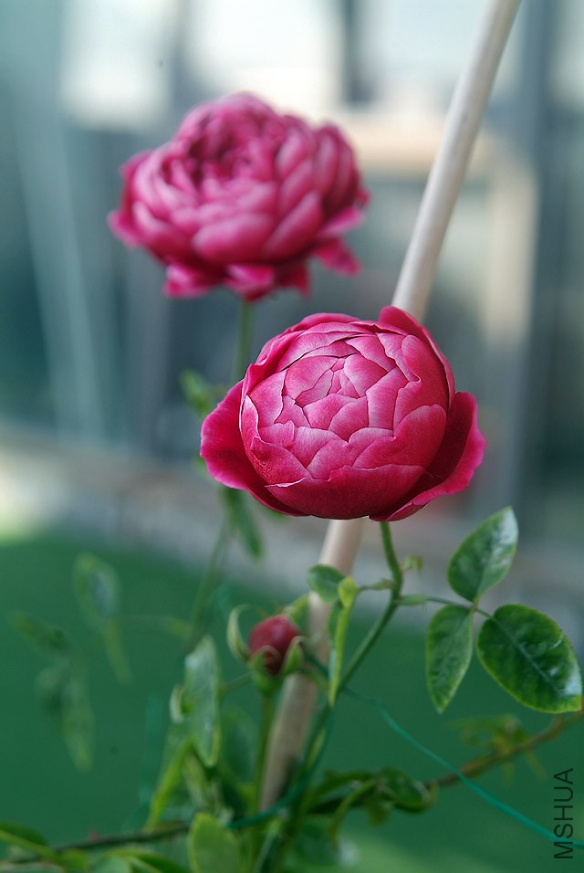 DSCF1166.jpg