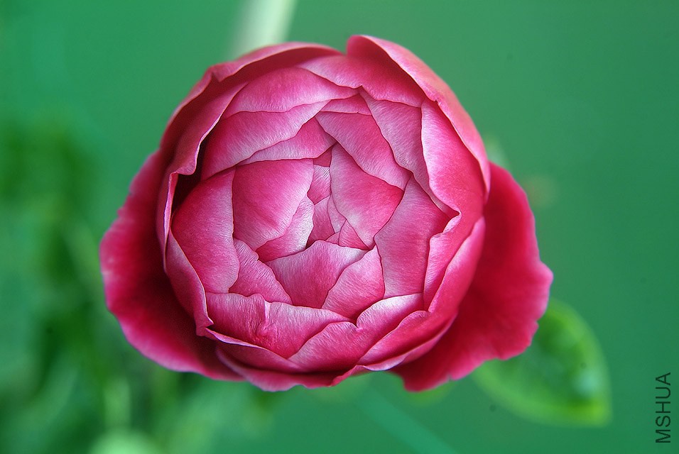DSCF1175.jpg