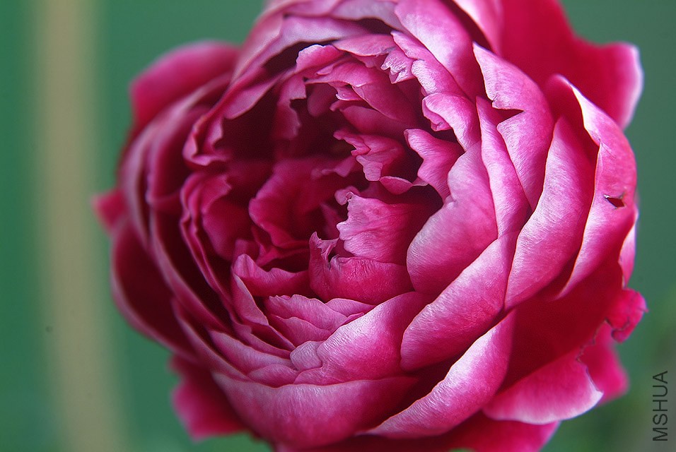 DSCF1202.jpg