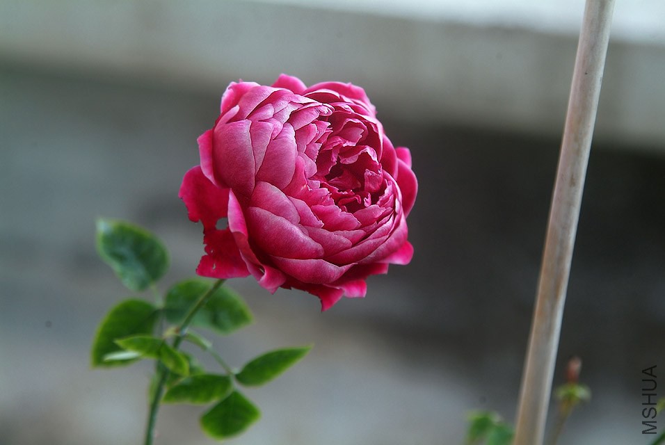 DSCF1206.jpg