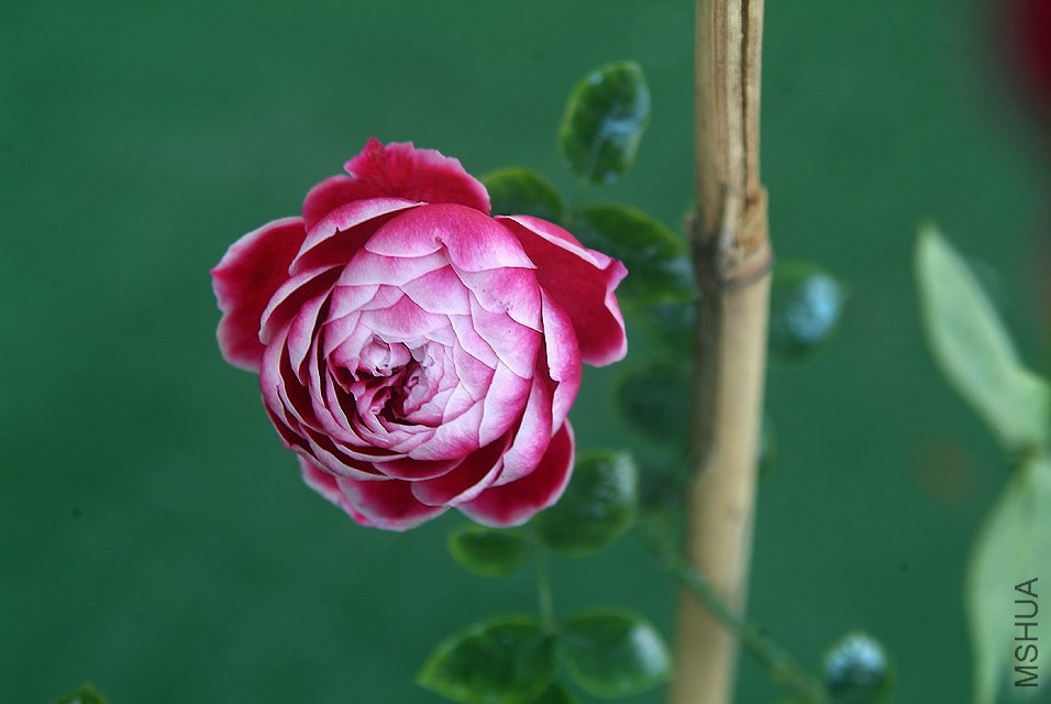 DSCF1205.jpg