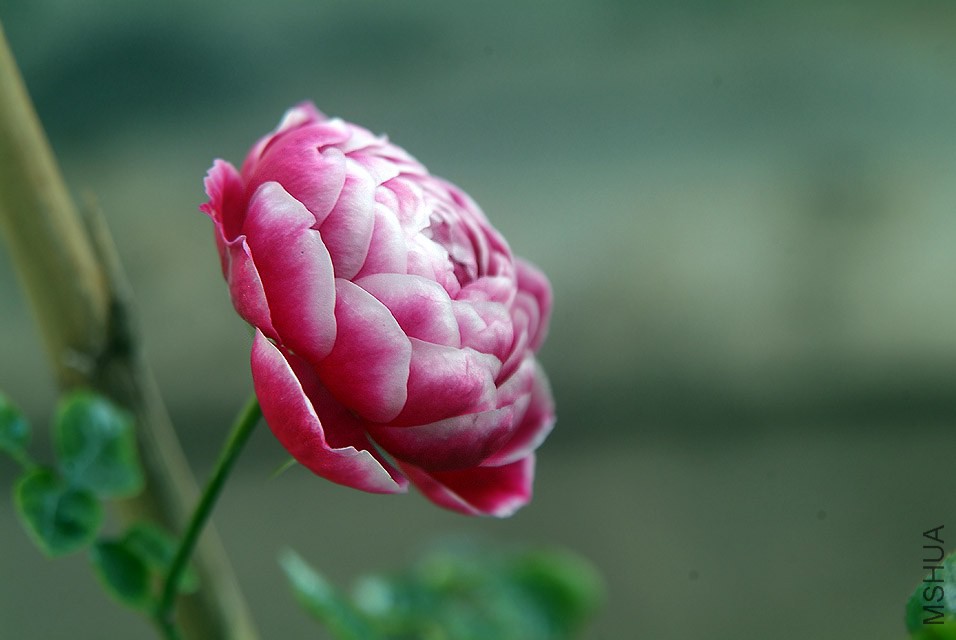 DSCF1214.jpg