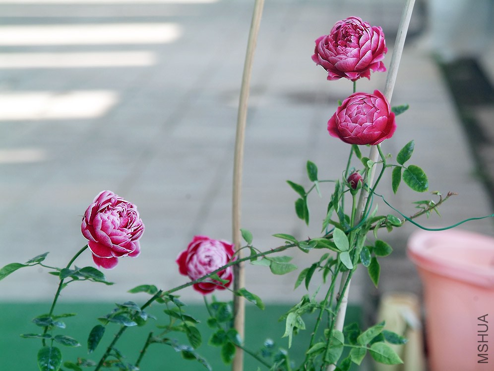 DSCF1227.jpg