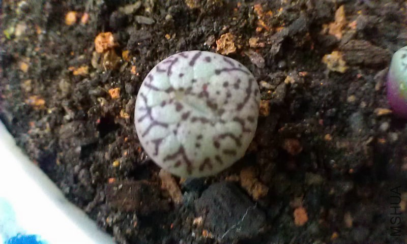IMAG0092.jpg