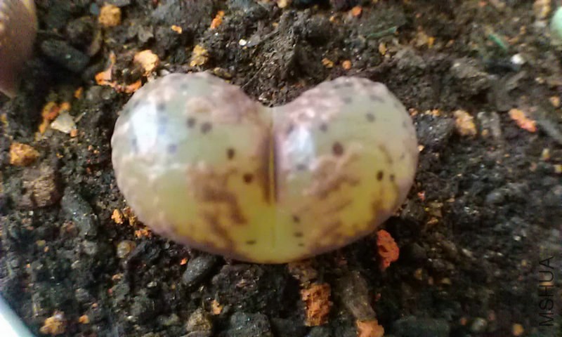 IMAG0081.jpg