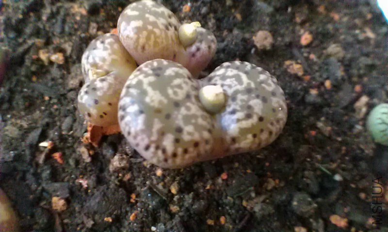IMAG0082.jpg