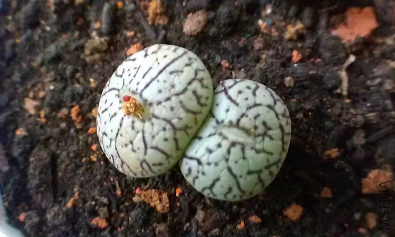 IMAG0088.jpg