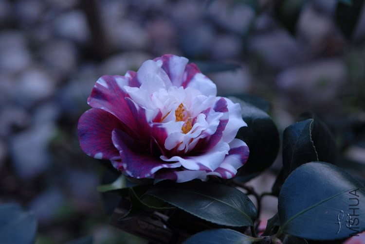 a0013.jpg