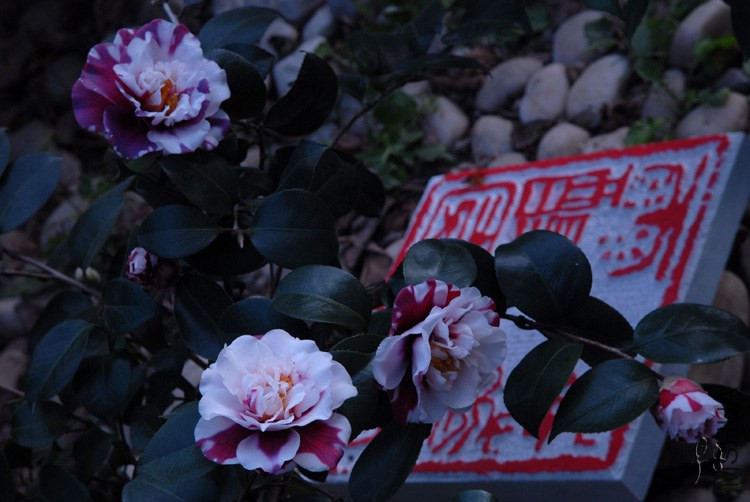 a0047.jpg