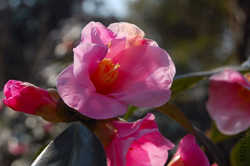 DSC_00430043.JPG