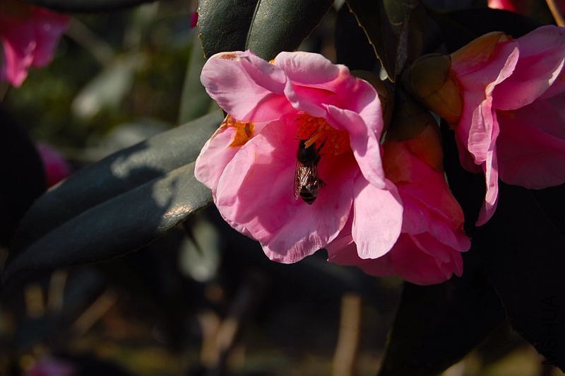 DSC_00440044.JPG