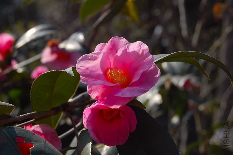 DSC_00470047.JPG