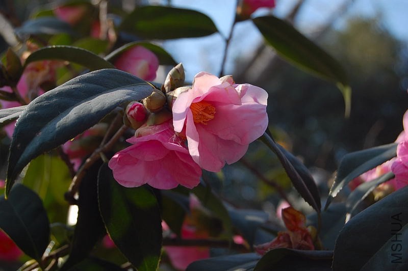 DSC_00520052.JPG