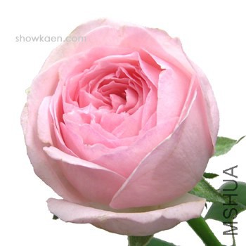 M-�Υ����륷�å����ޥ� ��������.jpg