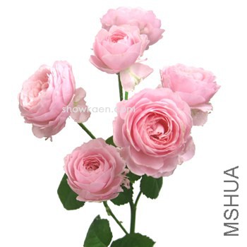 M-�ҥ󥯥�`�� ��ɫ����.jpg