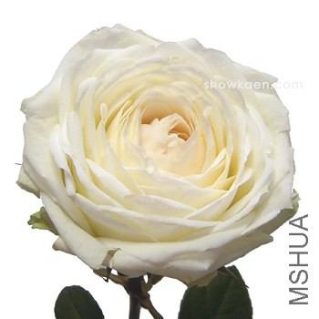 M-���Υ���� �޹�.jpg