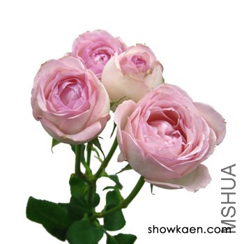 M-���󥹥ޥ��� ΢Ц.jpg