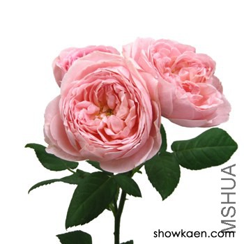 M-������Ʃ`���ե�`�� ���Ÿ���Ѷ.jpg