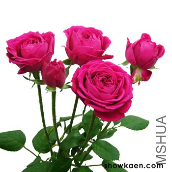 M-������Ʃ`�������ƥ� ��ʽ��β��.jpg