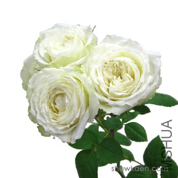 M-������Ʃ`���ۥ磻�� ���Ű�ɫ.jpg