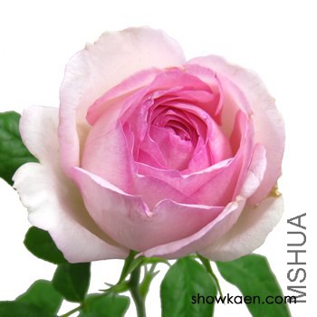 M-�����ƥ��󥯥ۥå��� �����.jpg