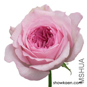 M-�ե�ߥ���ϥͥ�`�� �߼�����.jpg