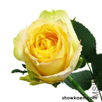 M-�ե�ߥ������ƥ� �߼����ʲ�.jpg