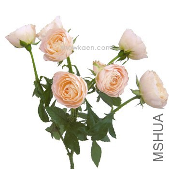 M-�إ󥻥� ������.jpg