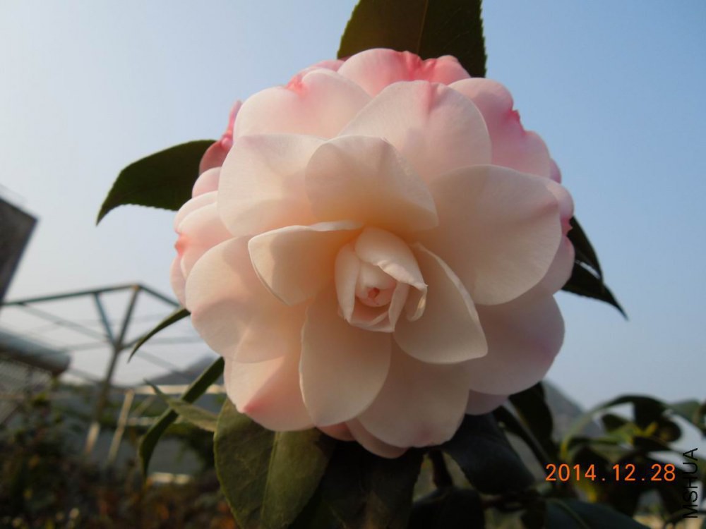 ������С DSCN3781 (1).jpg