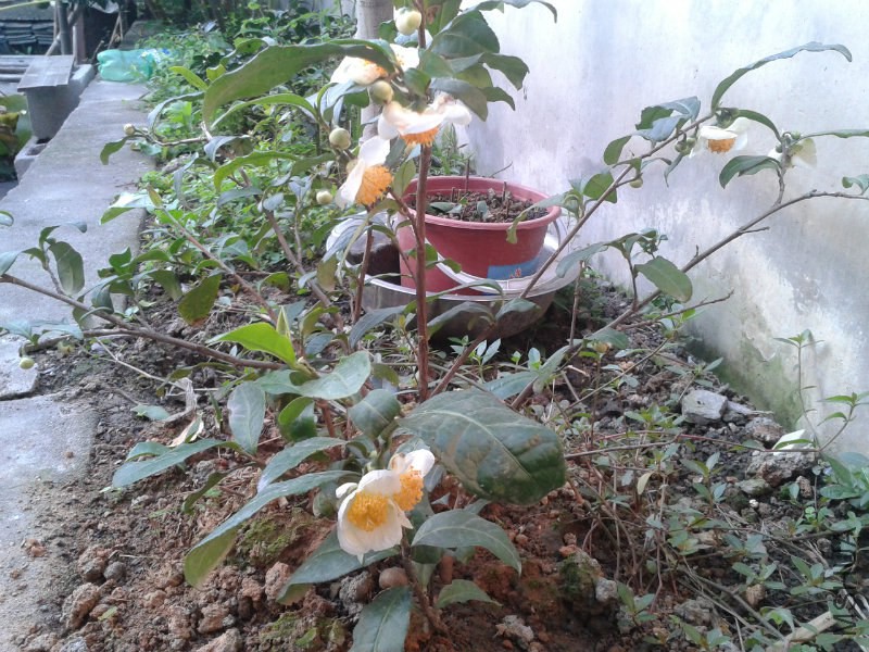111141yqaqqpovkzwvlmbv.jpg
