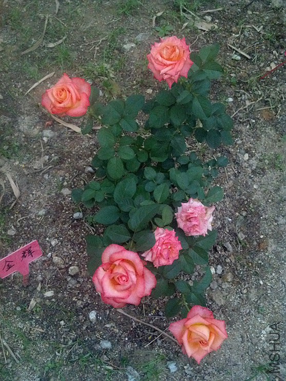2014-06-12_19-03-52_263_����.jpg