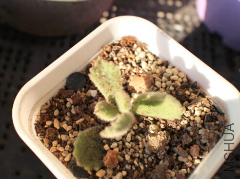 QQ��ͼ20150102094316.jpg