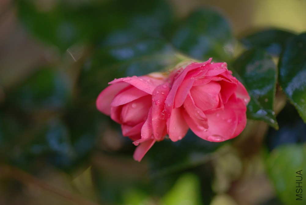 DSC_0028.JPG