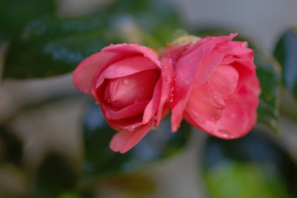 DSC_0027.JPG