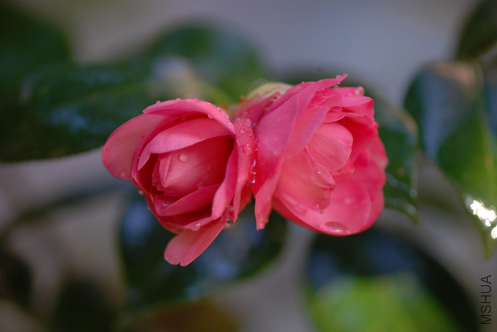 DSC_0029.JPG