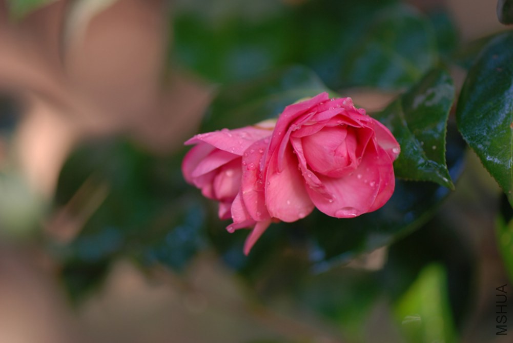 DSC_0030.JPG