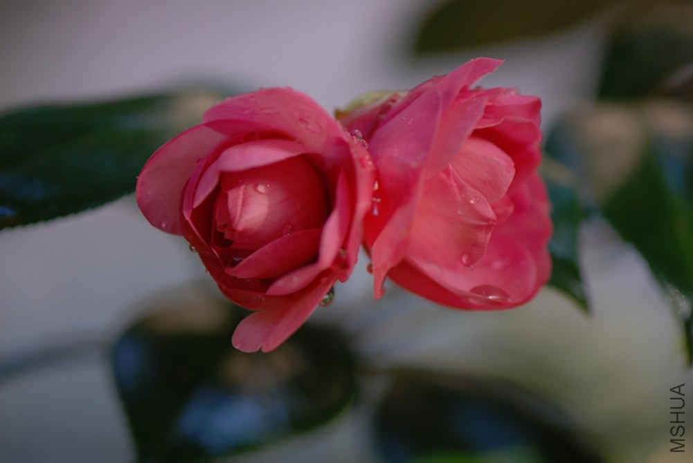 DSC_0031.JPG