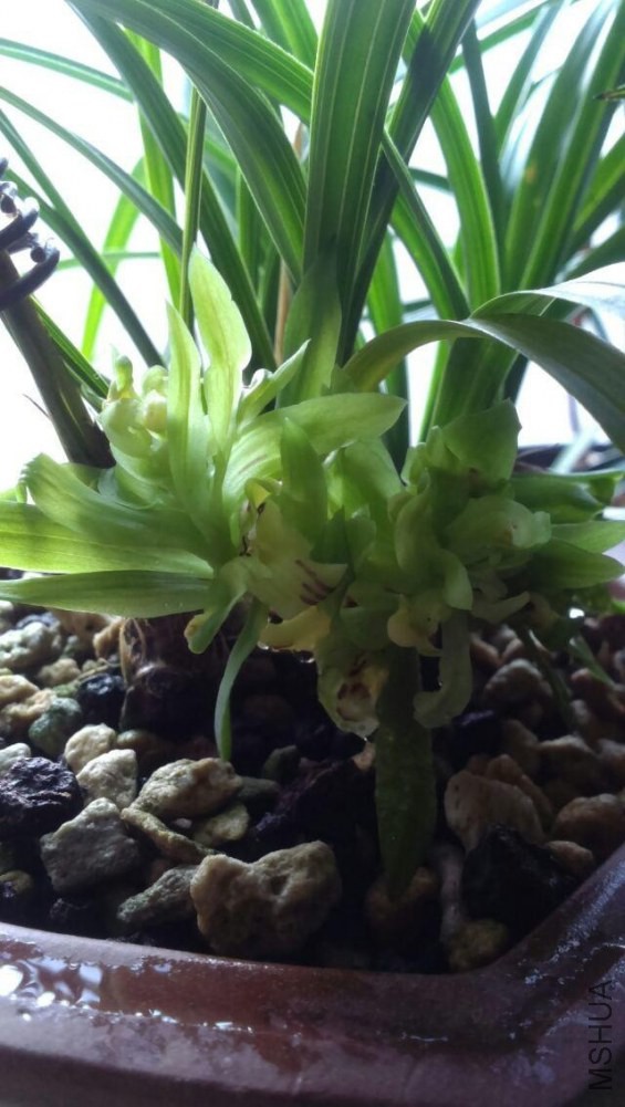 ��ʼ������