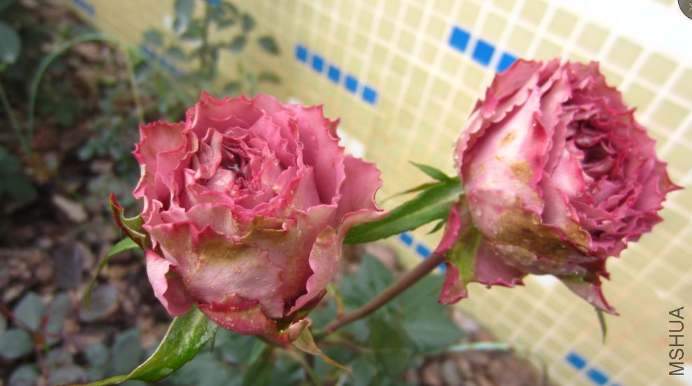 Ӣ�׽���.jpg