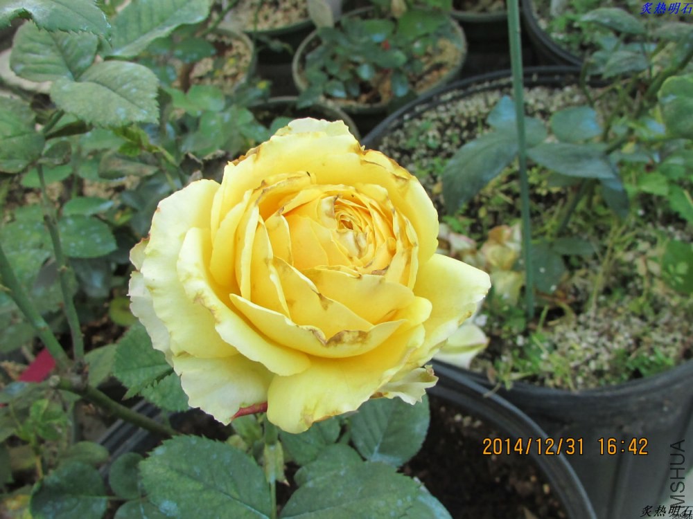 IMG_4284_nEO_IMG.jpg