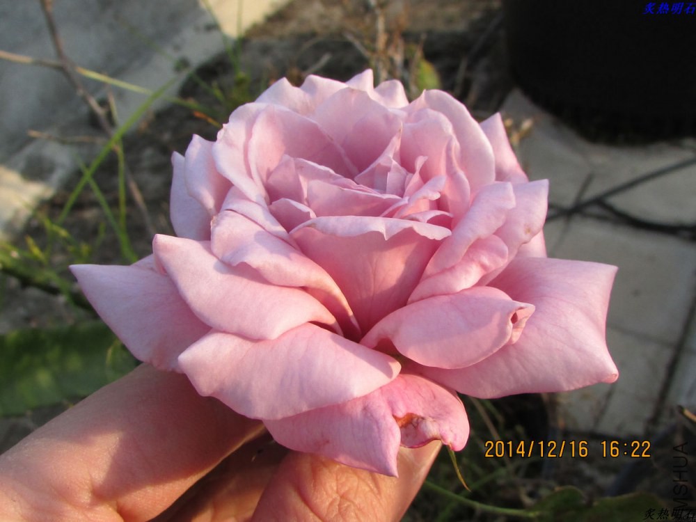 IMG_3627_nEO_IMG.jpg