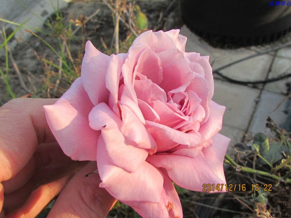 IMG_3628_nEO_IMG.jpg
