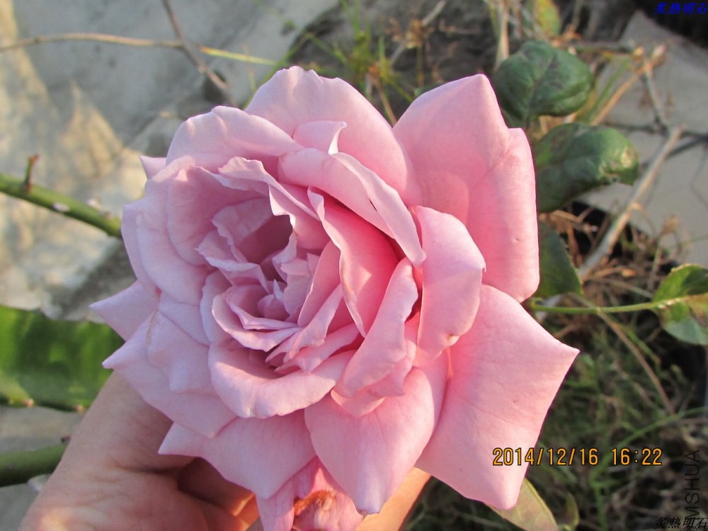 IMG_3629_nEO_IMG.jpg