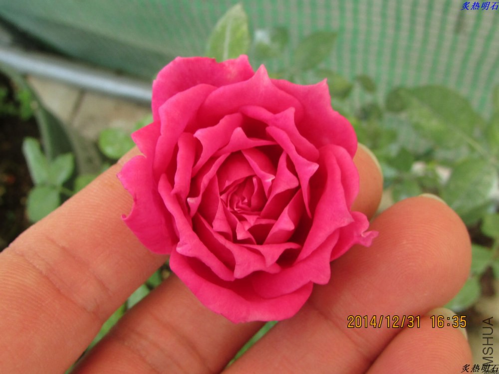 IMG_4231_nEO_IMG.jpg