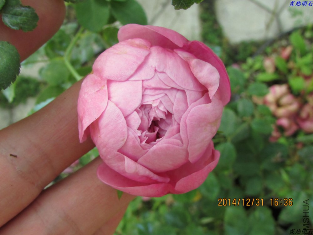 IMG_4244_nEO_IMG.jpg